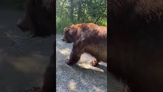 Giant Bear Casually Walks Past Tourists in Alaskas Katmai National Park