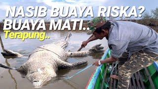 DIKEJUTKANBUAYA INI MATI TERAPUNG DISUNGAIAMBO TEMUKANNASIB BUAYA RISKA