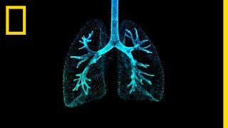 Lungs 101  National Geographic