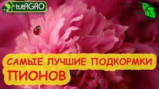 ДАЖЕ СТАРЫЕ РАСЦВЕТУТ КАК НОВЫЕ Для самых лучших ПИОНОВ - эти ПОДКОРМКИ. От бесплатных до особых