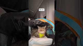 My cat behaved well during the long journey #shorts #funny #cat