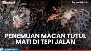 Viral Video Macan Tutul Diduga di Kandangan Kalsel Mati Tertabrak Tronton Tuai Perdebatan Netizen