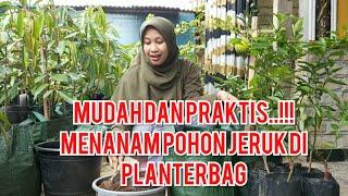Bukan Hoaks Menanam Pohon Jeruk di Planterbag #GoGreen # IndonesiaHijau