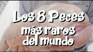 ¿Esto es un adiós?  VichoVlogs  Los Peces Más Raros del Mundo