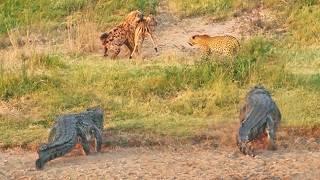 Impala Battles Leopard Crocodiles and Hyenas