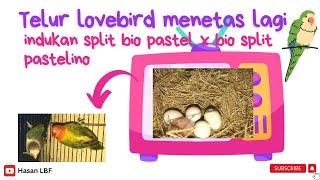 Telur lovebird menetas lagi dari indukan split biola pastel x biola split pastelino