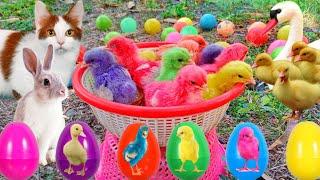 Catch Cute Chickens Colorful Chickens Rainbow Chicken Rabbits Cute CatsDucksAnimals Cute #67