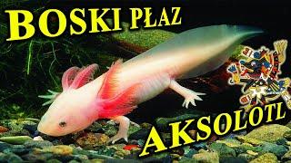 AKSOLOTL - Boski Płaz W Domowym Akwarium