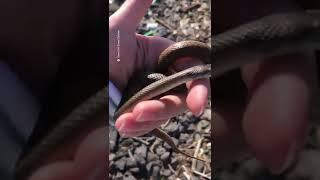 Girl unknowingly picks up one of the worlds most venomous snakes