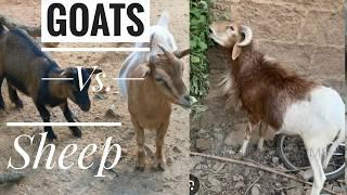 Goats Vs. Sheep  Which One Must You Rear As A Beginner?  Frenat Farms