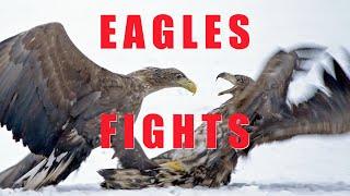 Birds of prey fighting - EAGLES