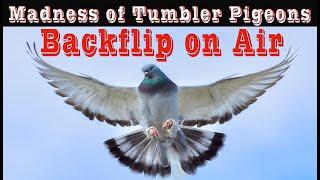 Amazing Gymnast Tumbler Pigeons Backflips & Spin Performance In Flight