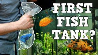 A MUST WATCH For New Fish Keepers FIRST AQUARIUM K.F.K.F.K.