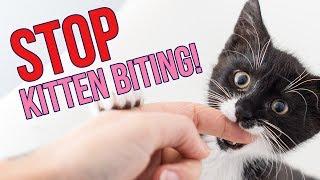 How to STOP Kittens From Biting You 6 Tips