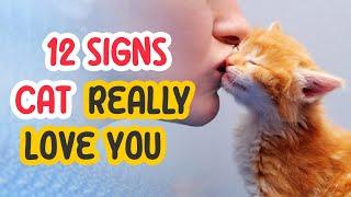 12 Signs Cat Really Loves You But You Dont Know
