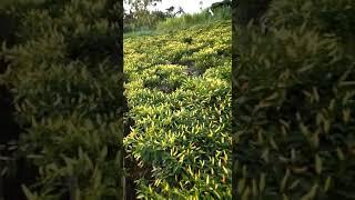 pupuk paten petani lombok asal takalar