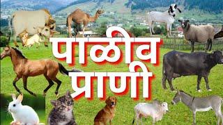 पाळीव प्राणी  प्राण्यांची नावे  paliv prani  domestic animals  pranyanchi nave  Pet animals