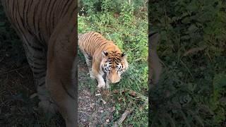 Tiger Safari Shivamoga Karnataka  #shorts  #tiger #lion #safari #shivamogga