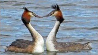 LK   GREAT CRESTED GREBES  Courtship WEED DANCE - Podiceps cristatus