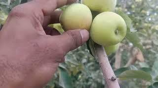 The sweetest apple garden in Pakistan  small apple fruit farming  best quality apple in the world