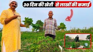 पालक की खेती में लागत आमदनी और प्रॉफिट Spinach Farming In India