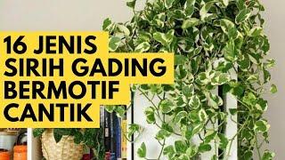 16 Jenis Sirih Gading Bermotif Cantik Cocok untuk Tanaman gantung