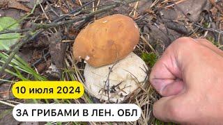 За грибами ЛЕТОМ 2024 в Ленинградской области Лисичка  Черника в июле Сезон лисичек начался в СПб