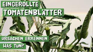 Was tun wenn sich Tomatenblätter einrollen? Löffelblättrigkeit bei Tomaten gekräuselte Blätter