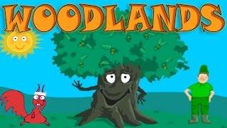 Learn About the Needs of the Tree Woodland Wildlife - Interesting & Educational Videos for Kids