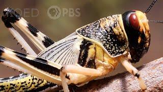 These Swarming Locusts Are Grasshoppers Gone Wrong  Deep Look