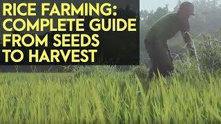 Rice Farming Complete Guide from Seeds to Harvest