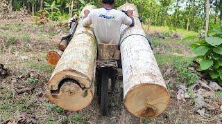 a dangerous technique of carrying large logs using a homemade motorbike
