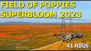2023 Antelope Valley Poppy Reserve Super Bloom - California