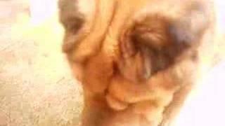 Bearcoat SharpeiSharpei de pelo largo