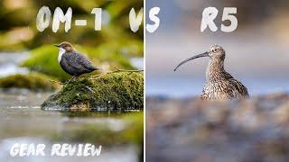 Testing the OM System OM-1 Bird AF Bird AI AF   Hands-On Field Test  Gear Review