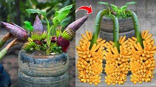 Techniques for Grafting Banana Tree Using Banana Fruit Get amazing results  Grafting Banana Tree