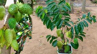 Great Technique For Grafting Sweetsop Tree With Banana how to growsweetsop tree has a lot of fruits