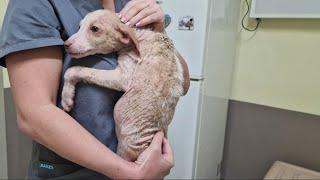 The unbelievable torture experienced by an abandoned puppy.Part 1
