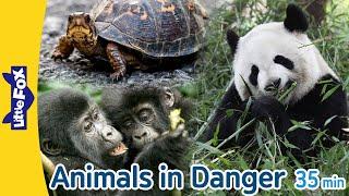 Animals in Danger  giant panda monarch butterfly mountain gorilla and more  Endangered Species
