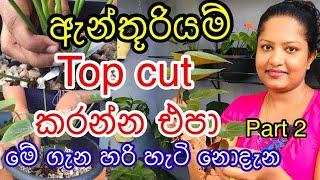How to top cut Anthurium  correctly and get small plantsඇන්තූරියම් ගහ Top cut කිරීම සහ පැල හදාගැනීම