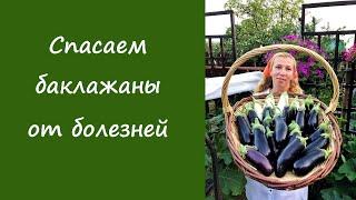 Спасаем баклажаны от болезней