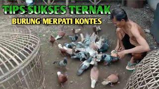 TIPS SUKSES TERNAK BURUNG MERPATI KONTES