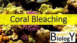 Coral Bleaching