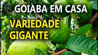 Goiaba Gigante Goiaba Tailandesa Produzindo no quintal é só alegria