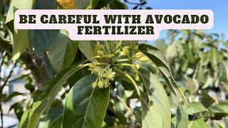 Growing Avocado Trees - Be Careful with the Fertilizer