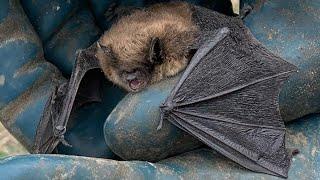 Killer bats  found In Alberta  