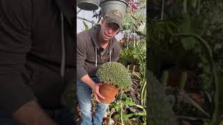 My Personal Collection Greenhouse Tour