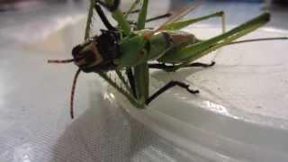 Neobarrettia victoriae vs Horse Lubber NO HOLDS BARRED POKEMON BUG FIGHT