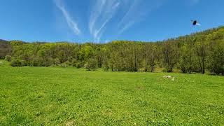 Singing of Spring Birds in a Forest Clearing