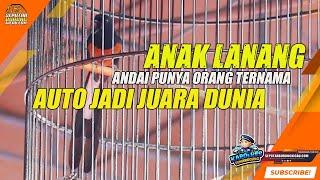 MURAI BATU MEWAAH - Andai punya Orang Ternama AUTO JUARA DUNIAA